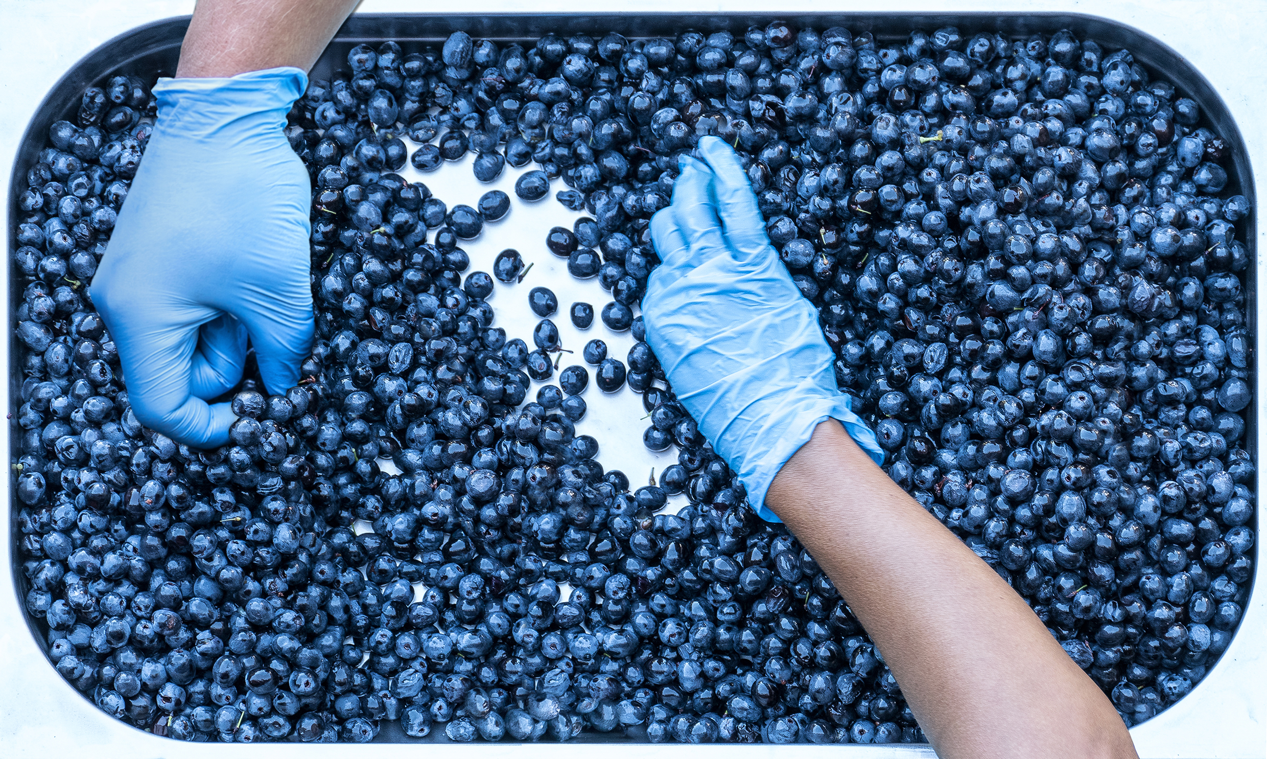 De Toren - Hand Sorting Ensures Better Quality Grapes